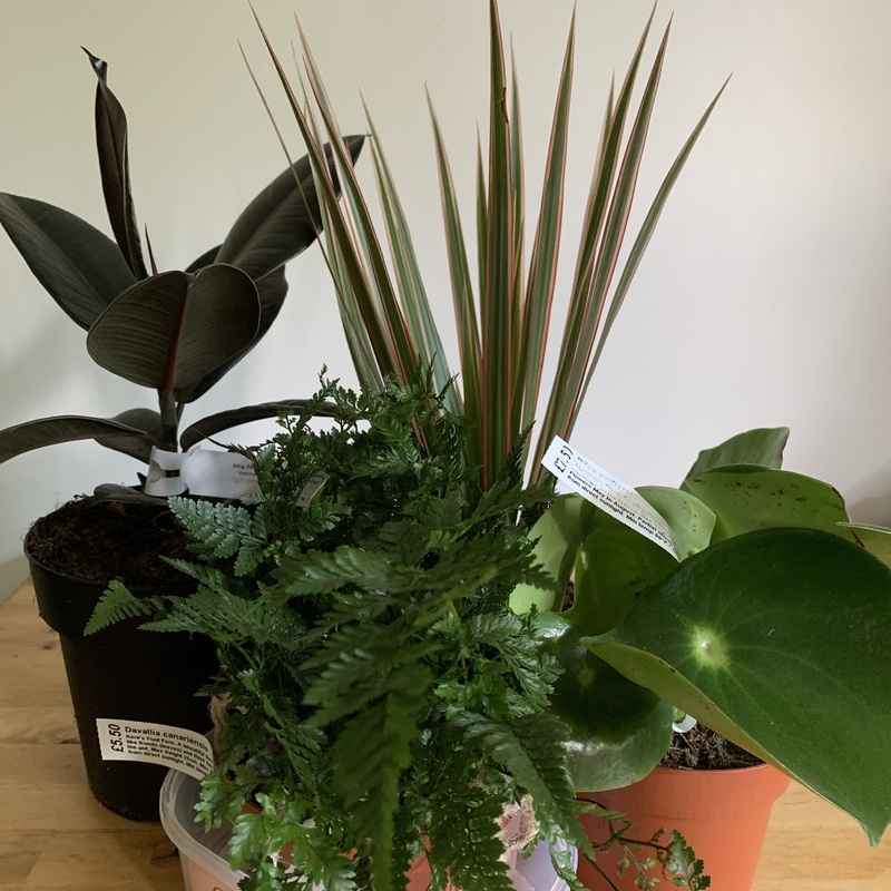 Indoor plants