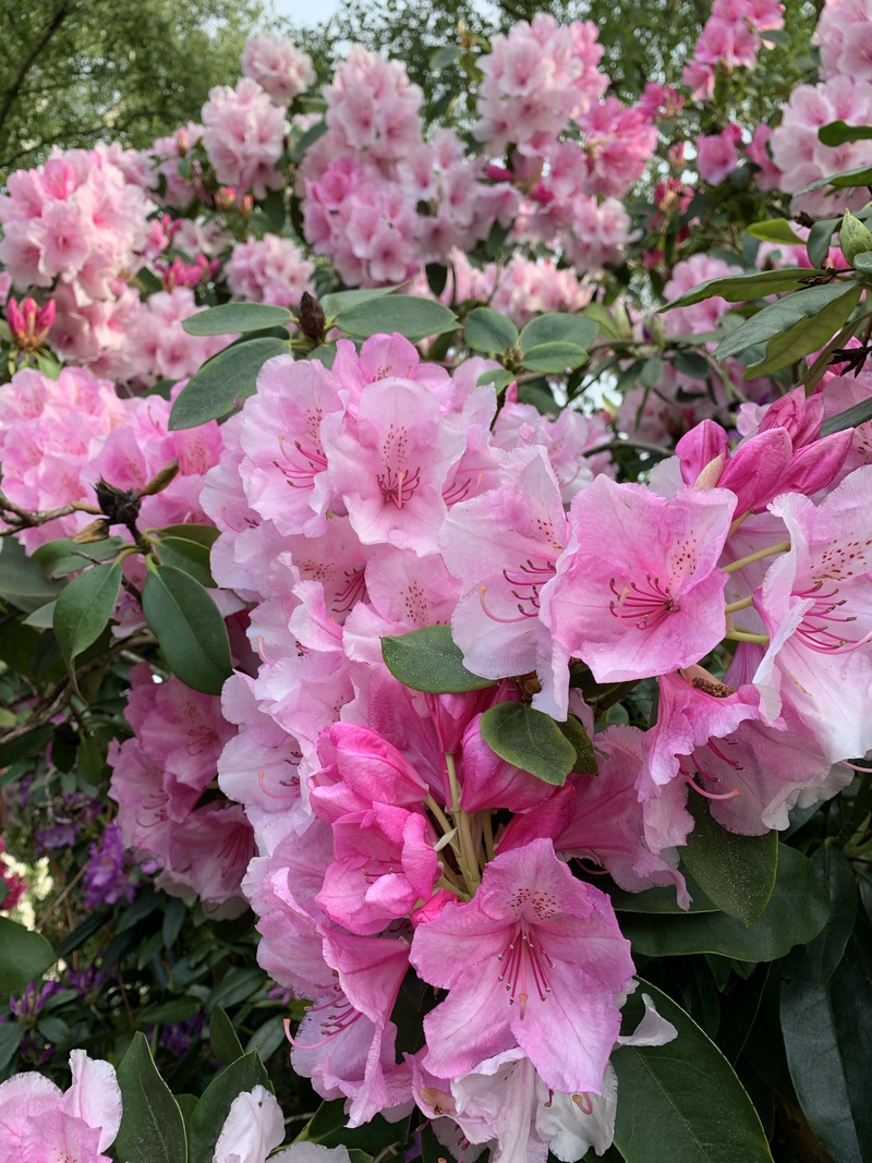 Pink flowers